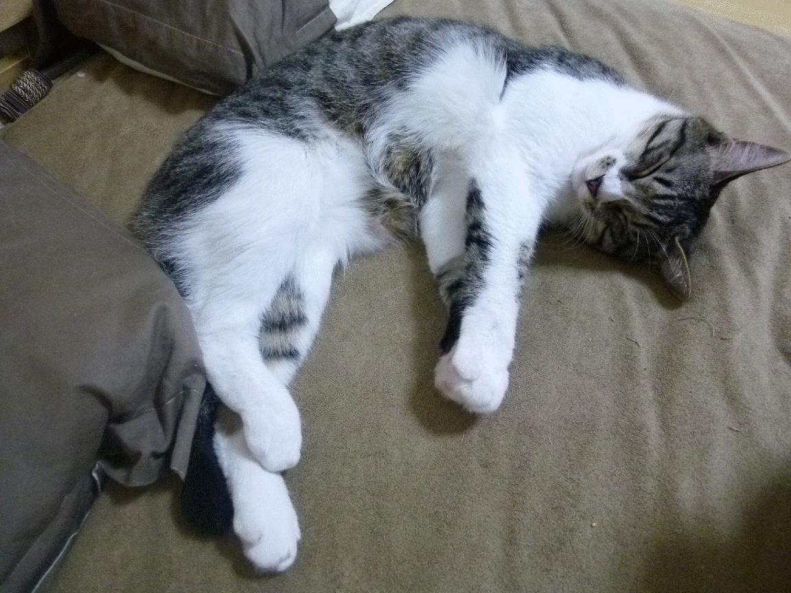 战术闪电战与孤独王座,红牛逆袭下的诺里斯王朝宣言