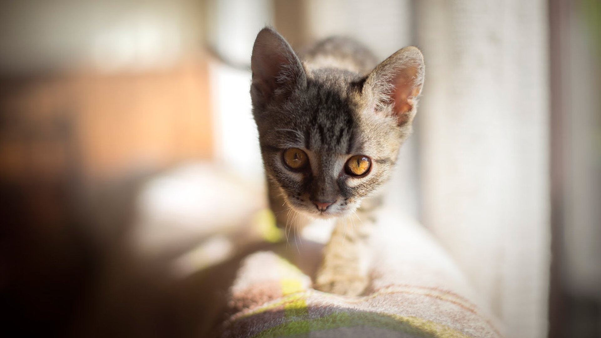 骑士上演惊天逆转，陶汉林异国扛鼎，达拉斯黯然失色