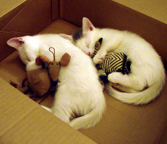 镜面双生,阿根廷的绝杀夜与C罗的孤勇诗