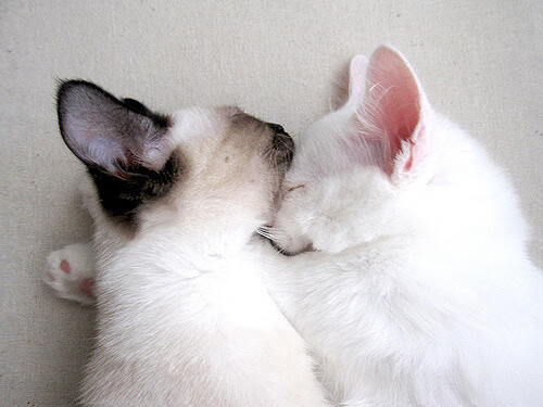 爱游戏娱乐-玛雅奇迹与玉米饼哲学，托尼如何用羽蛇神的节奏带走马德里竞技