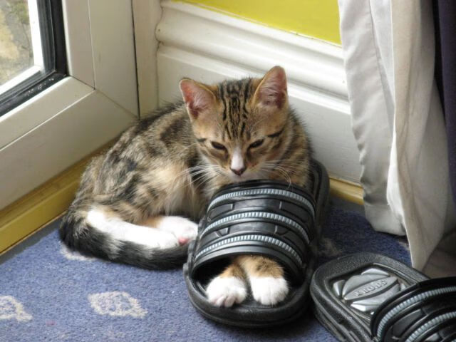 锁定巴黎，奥运周期关键战之夜，加克波用统治级数据写下唯一答案