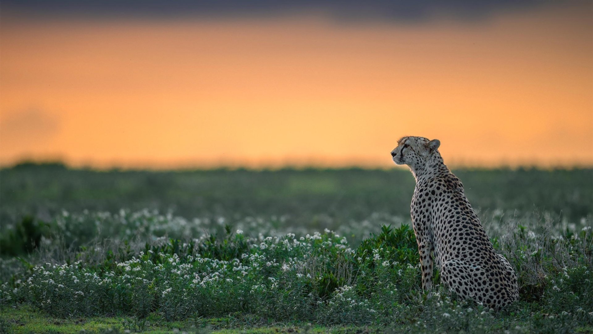 杜兰特跨联赛绝杀，灰熊逆袭广厦，历史性时刻的诞生