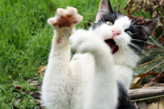 罗德里降维收割，一场足球战争如何定义美洲新秩序