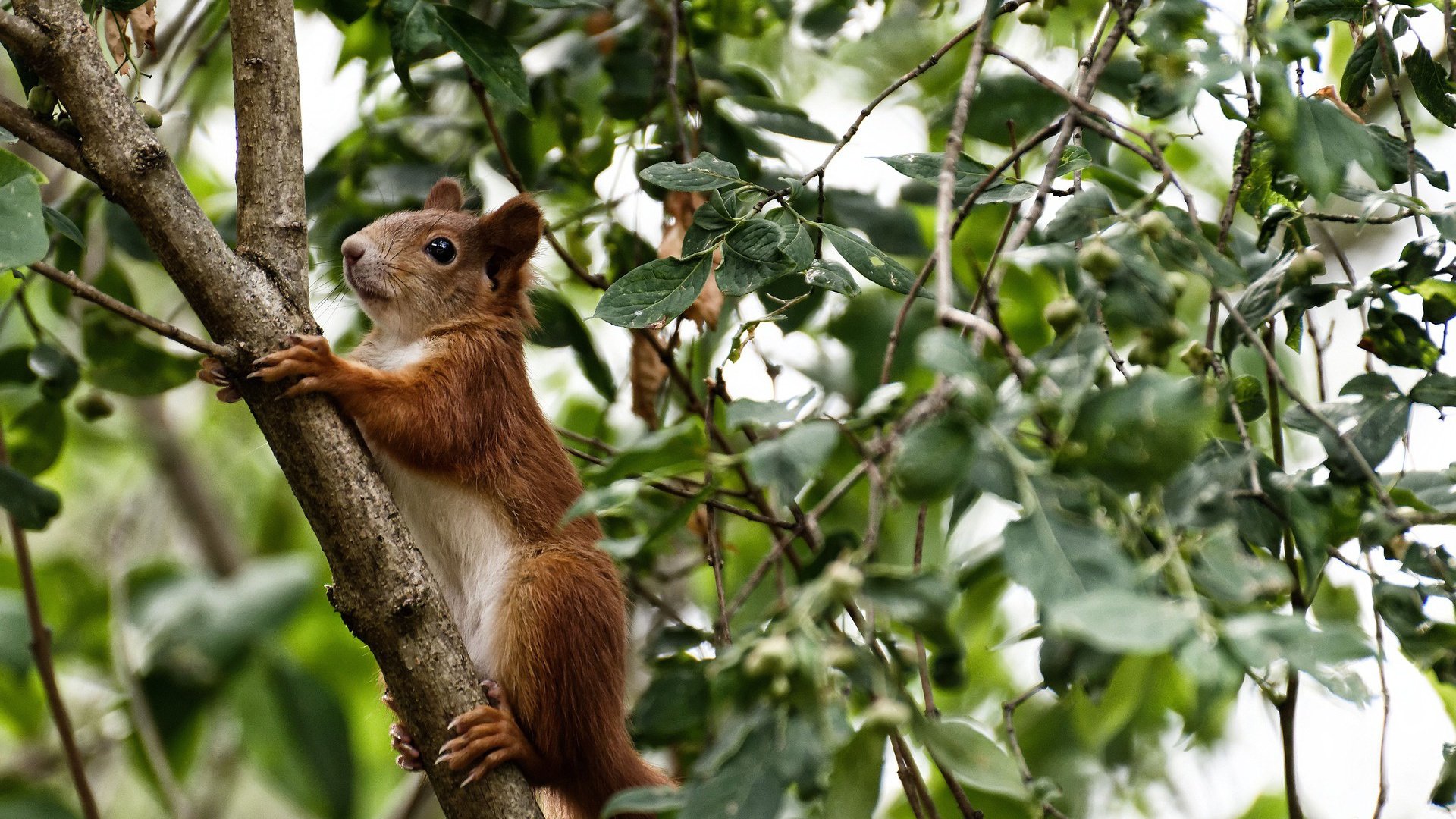 巴黎雨夜的篮球魅影与伯纳乌的火山，当文班亚马盗播国家德比之夜