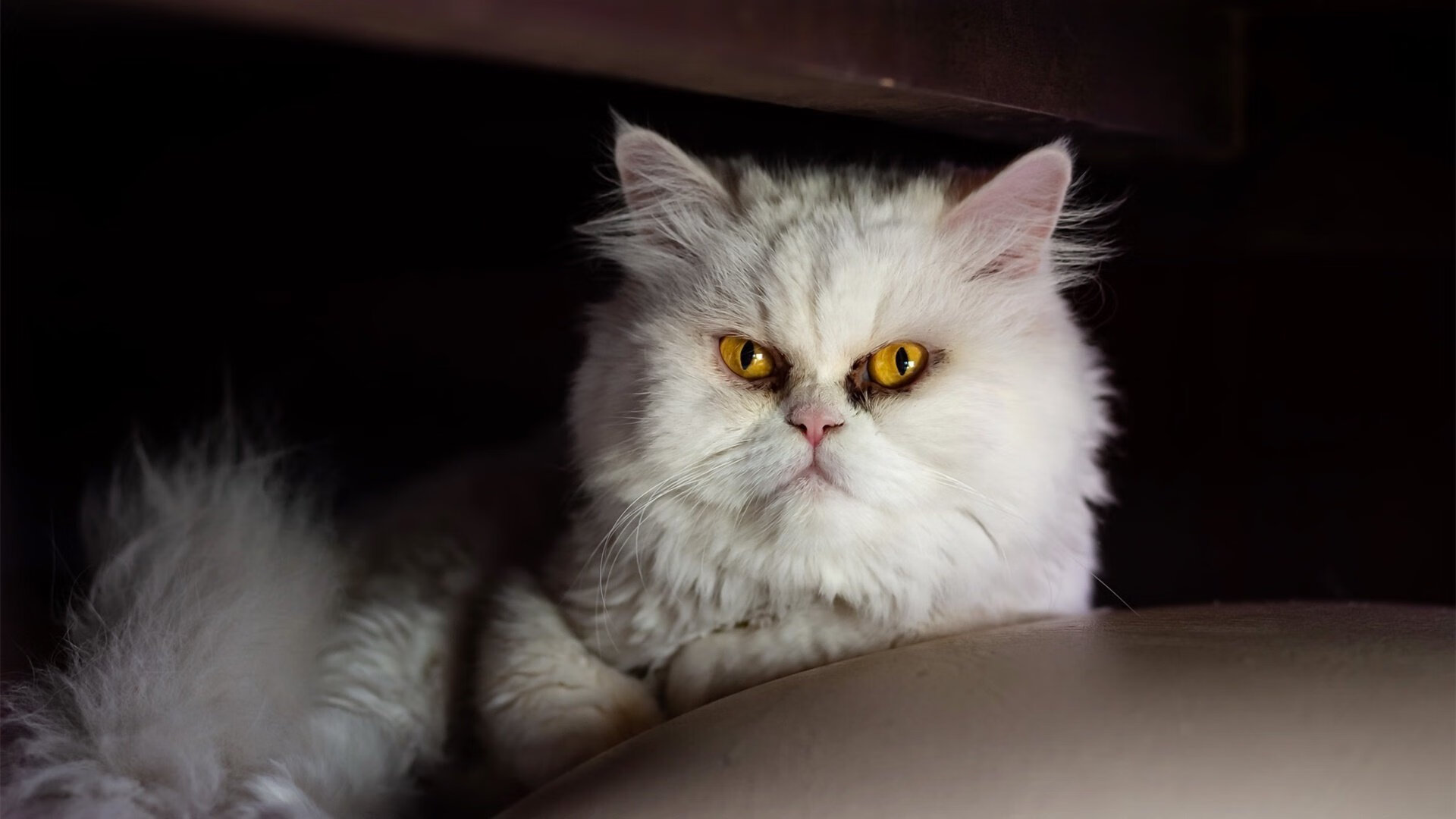 巨人倒在矮墙前,威尔士用精密战术与阿劳霍的魔法,击溃尼日利亚的肌肉森林