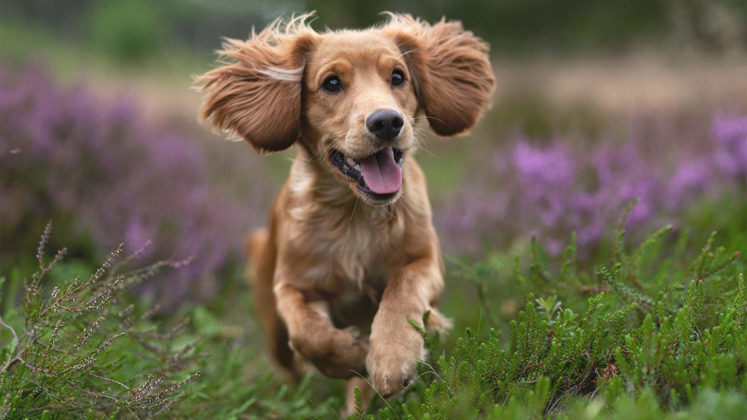 锁匠的艺术，灰熊用钢铁防守封锁步行者，杰伦·格林化身终结者