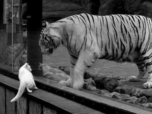 天山雪崩！新疆飞虎冲垮NBA灰熊防线，哈登冷血三分上演东方征服者传奇