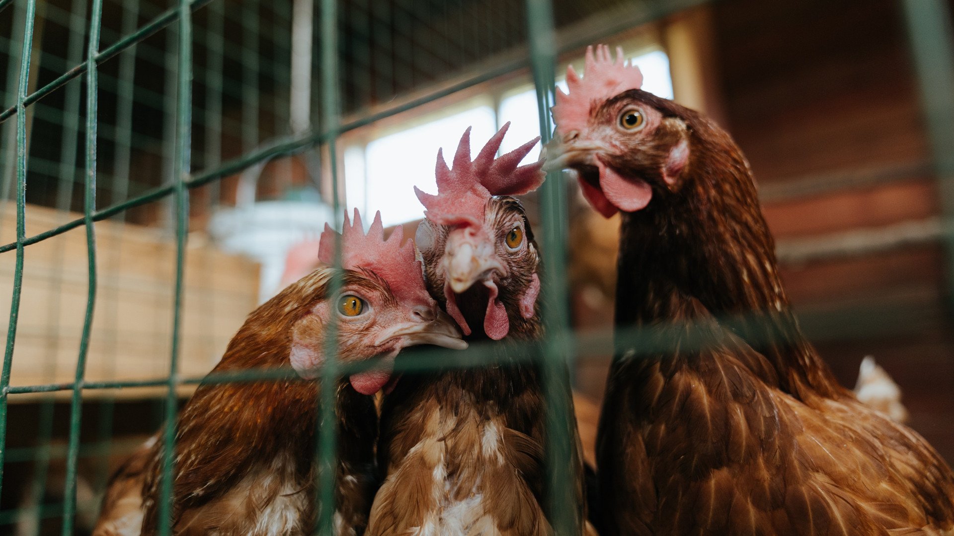 稳稳拿下的艺术,当新疆队用马刺的方式,让约基奇成了无解的谜题