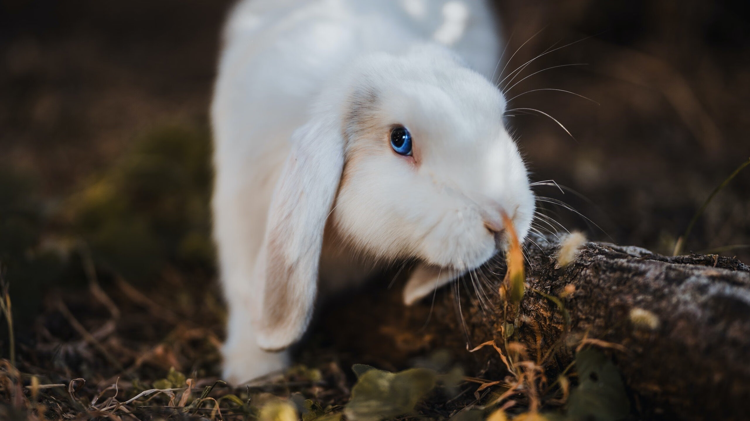 爱游戏在线-特奥·埃尔南德斯，七分钟的神迹，一个人扛起整个阿尔及利亚的脊梁