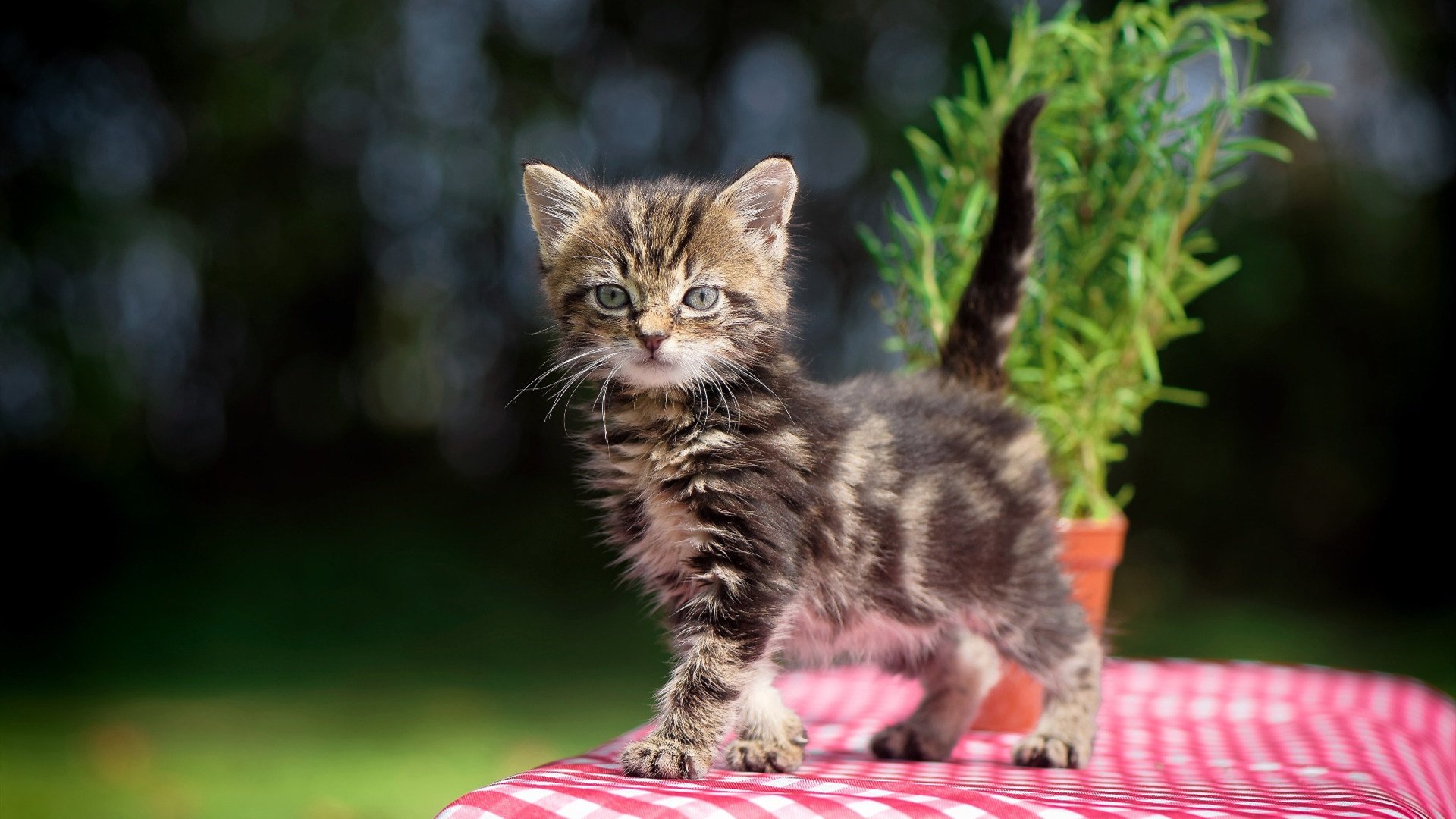 爱游戏tv-刀锋上的华尔兹，拉梅洛生死时刻舞动，新疆险胜北京背后的篮球哲学