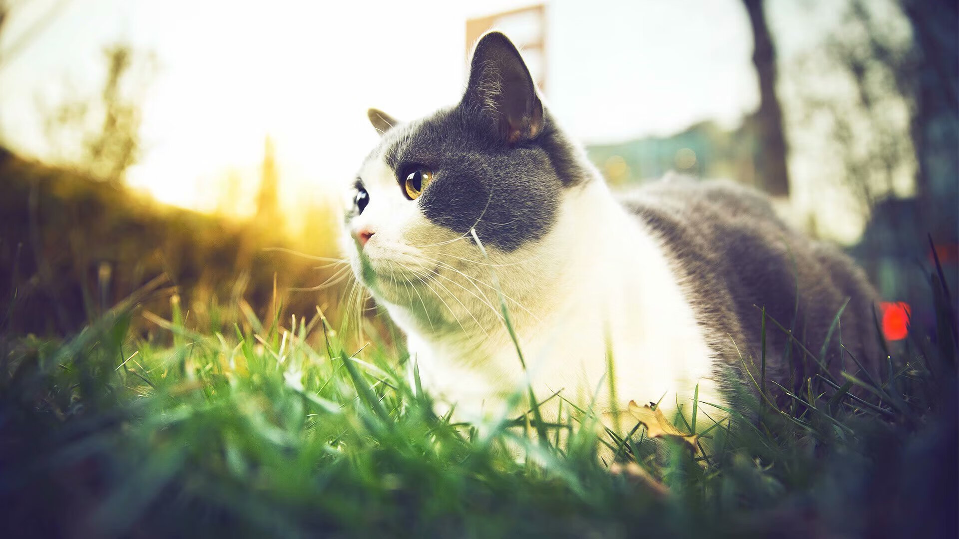 强行终结还是关键落子？戈麦斯如何撬动委内瑞拉与哥伦比亚的困局