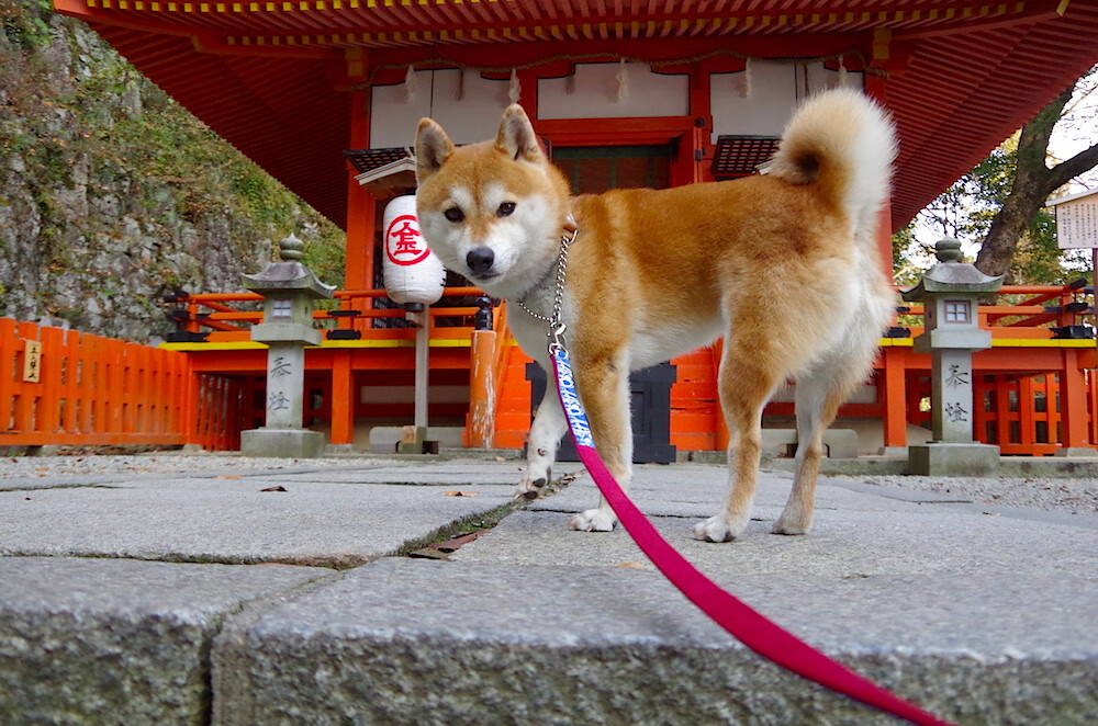 唯一之战,2026世界杯H组生死局,伊朗完胜斯洛伐克,吉鲁铁血带队锁定出线